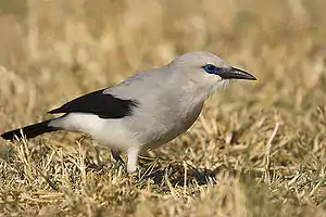 Profilfoto eines geduckten Akazienhähers