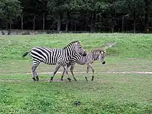 Zebras
