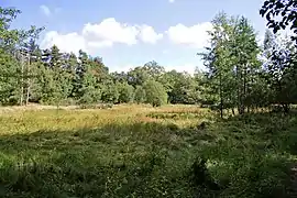 Quellwiese im renaturierten Tanklager
