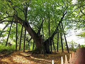 Naturdenkmal Centlinde, Platz des mittelalterlichen Centgerichts; im Hintergrund rechts das Goldene Kreuz
