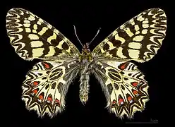 ♂