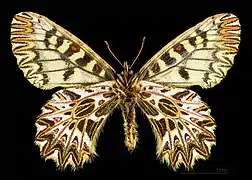 ♂  △