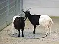 Walliser SchwarzhalsziegeSiehe auch: Kupferhalsziege