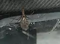 Zitterspinne mit Jungtieren im Knäuel