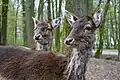 Begehbares Damwildgehege