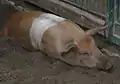 Eine Husumer Sau im Zoo Dortmund