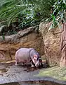 Flusspferd (Hippopotamus amphibius)