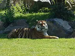 Sumatra-Tiger