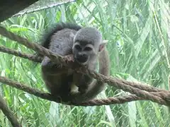 Gewöhnlicher Totenkopfaffe (Saimiri sciureus)