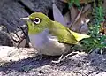 Unterart chloronotus