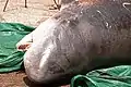 Biologen haben ihn später obduziert, aber die Todesursache nicht klären können.