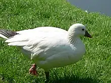 Zwergschneegans (Anser rossii)