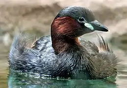 Zwergtaucher (Tachybaptus ruficollis)