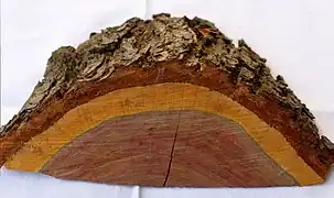 Anschnitt eines Zwetschgenbaums (Kernholz und orangefarbenes Splintholz)