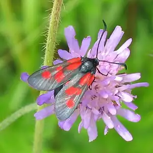 Kleine Fünffleck-Widderchen (Zygaena viciae)
