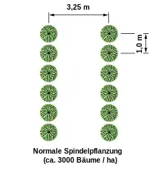 Einreihige Spindelpflanzung (Schlanke Spindel)