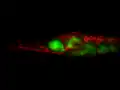 Biolumineszenz durch Alizarin: Corythoichthys haematopterus