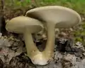 Mai- oder Sommer-StielporlingLentinus substrictus