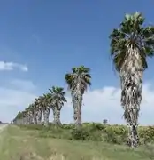 Palmenreihe