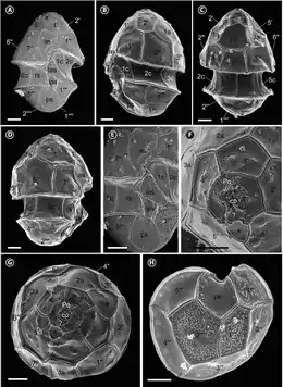 Linkes Bild: REM-Aufnahmen von vegetativen Zellen von H. minima HMMJ1604:(A) Ventrale Ansicht mit Epitheka, Cingulum (c), Sulcus (as, las, rs, lps und ps) und Hypotheka.(B) Ventral-linke Seitenansicht mit Epitheka, Cingulum (c), Sulcus (as, las, lps und ps) und Hypotheka.(C) Dorsale Ansicht mit Epitheka, Cingulum (c) und Hypotheka.(D) Ventral-rechtsseitige Ansicht mit Epitheka, Cingulum (c), Sulcus (as, rs, lps und ps) und Hypotheka.(E) Vergrößerung von (A) mit Sulcus (as, las, rs, lps und ps)(F) Apikaler Porenkomplex (Po, cp, ?, x) und in der Po-Platte angeordnete Thecalporen.