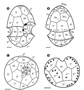 (G) Apikale Ansicht mit dem apikalen Porenkomplex (Po, cp, ?, x), Epitheka und Sulcus (as).(H) Antapikale Ansicht mit Hypotheka und Sulcus (ps). as, anteriorer Sulcus; las, linker anteriorer Sulcus; rs, rechter Sulcus; lps, linker posteriorer Sulcus; ps, posteriorer Sulcus; Po, apikale Porenplatte; cp, Deckplatte; x, Kanalplatte; ?, die zusätzliche Struktur, die als Scharnier/Verbindung dient.Rechtes Bild: Zeichnung einiger Ansichten von links:(A) wie (A) links,(B) wie (C) links,(C) wie (G) links,(D) wie (H) links,––––––––Balken jeweils 1 μm.