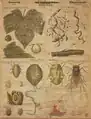 Reblaus-Zyklus. Wandtafel von Hinrich Nitsche, Leipzig 1882. Exemplar der Humboldt-Universität Berlin