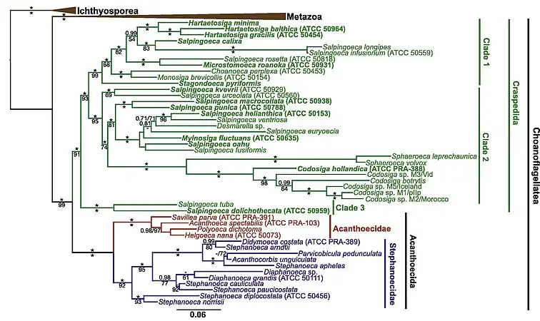 Phylogenie der Choanoflagellaten nach Carr et al. (2017). Die Gattung Salpingoeca ist danach nicht monophyletisch.