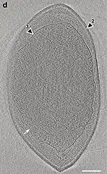 Kryo-ET-Aufnahme von A. laminatus RT761T mit den drei lipidmembranähnlichen Schichten (LMLs). Die äußere Doppelmembran (2) entspricht der gramnegativer Bakterien, die innere (3) umgibt das Nukleoid. Der weiße Pfeil zeigt die innere LML-Einstülpung an.