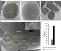 Cryo-ET-Aufnahmen von Ca. S. hospitalis und Ca. M. harzensis.