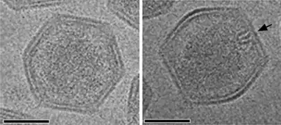 Kryo-EM-Aufnahme von reifen SGIV-Virionen mit asymmetrischem haarnadel­förmigen Komplex auf der einen Seite (schwarzer Pfeil). Für die Sicht­barkeit ist eine in geeignete Orientierung nötig.
