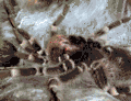 Häutung einer Weißknievogelspinne (Acanthoscurria geniculata)