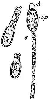 Anabaena sphaerica  var. macrosperma,h, sp: ditolinks: auskeimende Arthrosporen.