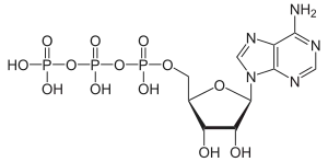 Struktur von Adenosintriphosphat