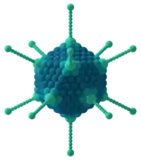 Virion eines Adenovirus
