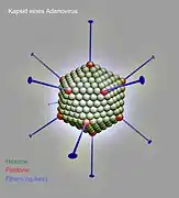 Kapsid eines Adenovirus