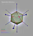 Adenovirus, Modell vom Kapsid eines Virions