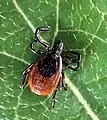 Hirschzecke (Ixodes scapularis)