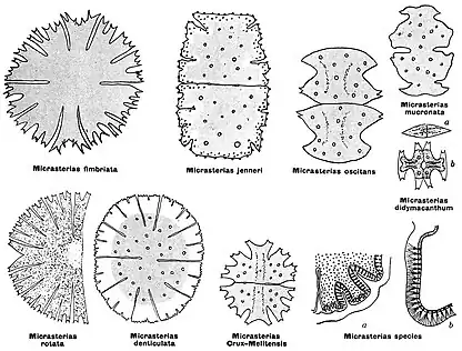 Illustrationen von Henri Coupin (1868):M. fimbriata, M. jenneri, M. oscitans, M. mucronata [M. oscitans var. mucronata], M. didymacanthum Nägeli ⇒ Euastrum didymacanthum Nägeli (1849), M. rotata, M. denticulata, M. crux-melitensis (Malteserkreuzalge), M. sp. (Membranporen).