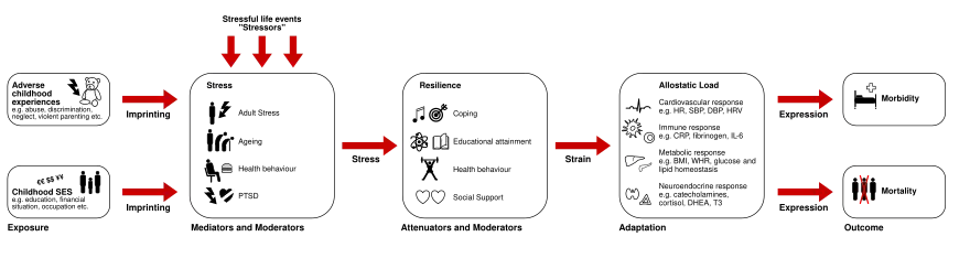 Pathophysiologie der allostatischen Last