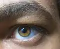 bernsteinfarbenes Auge