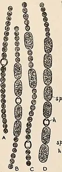 A. inaequalish: Heterocystesp: Spore