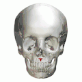 Animation. Spina nasalis anterior rot markiert.