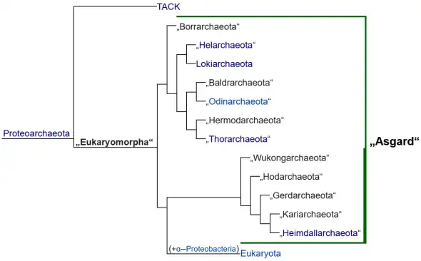 Ungefähre phylogenetische Beziehungen der Mitglieder der Asgard-Archaeengruppe nach Eme (2017), Williams (2019), Liu (2020) et al. Nach Caceres (2019) sollten sich noch die Idunnarchaeota zur Klade aus Heimdall- und Kariarchaeota hinzugesellen.