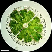 Micrasterias rotata