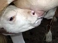 Kalb