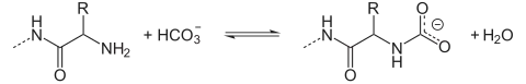 Gleichgewicht zwischen Aminogruppen und Carbamatgruppen bei Anwesenheit von Hydrogencarbonat.