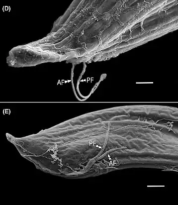 REM-Aufnahmen des „Vorderen Apparats“ (englisch anterior apparatus) mit vorderer und hinterer Geißel (Af respektive PF). Balken: 2 µm.