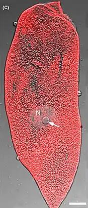 Aufnahme eines Trophozoiten, rot zeigt α-Tubulin an. N: Zell­kern, Balken: 20 µm.