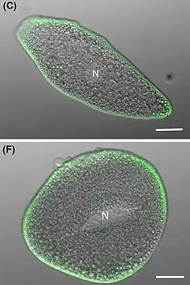 Konfokale LSM-Aufnahme von zweier verschieden gestreckter Trophozoiten, die vielen Mitochondrien grün gefärbt (unter der Zellmembran sitzend). Balken: 20 µm