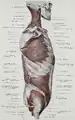 Darstellung des Gluteus minimus, welcher sich kappenförmig um den Trochanter major herumlegt.